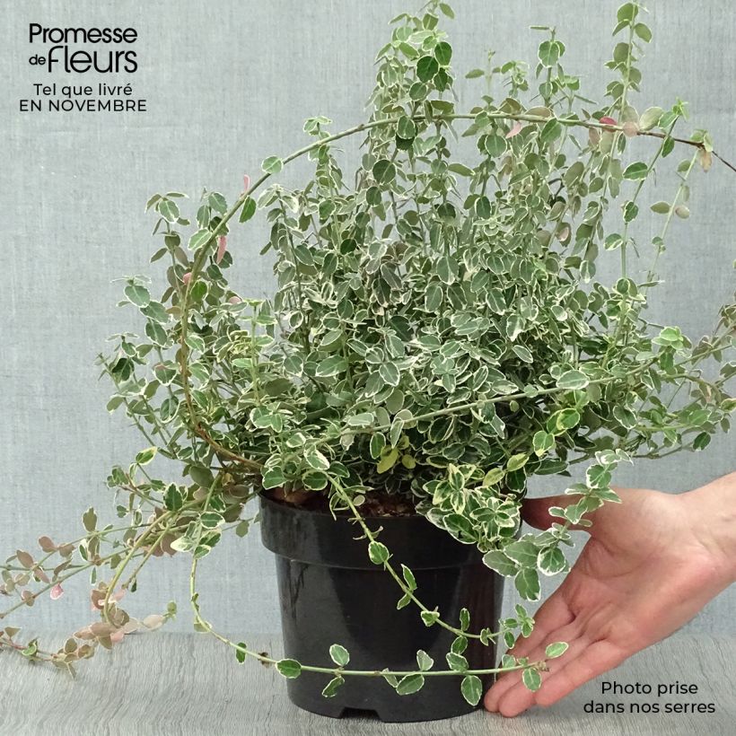 Exemplaar van Euonymus fortunei Emerald Gaiety - Kardinaalsmuts Pot van 2 l/3 l zoals geleverd in de herfst