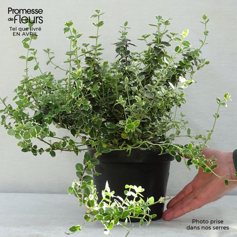 Exemplaar van Euonymus fortunei Emerald Gaiety - Kardinaalsmuts Pot van 2 l/3 l zoals geleverd in de lente