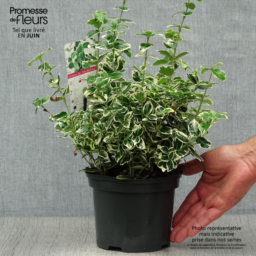 Exemplaar van Euonymus fortunei Emerald Gaiety - Kardinaalsmuts Pot van 2 l/3 l zoals geleverd in de zomer