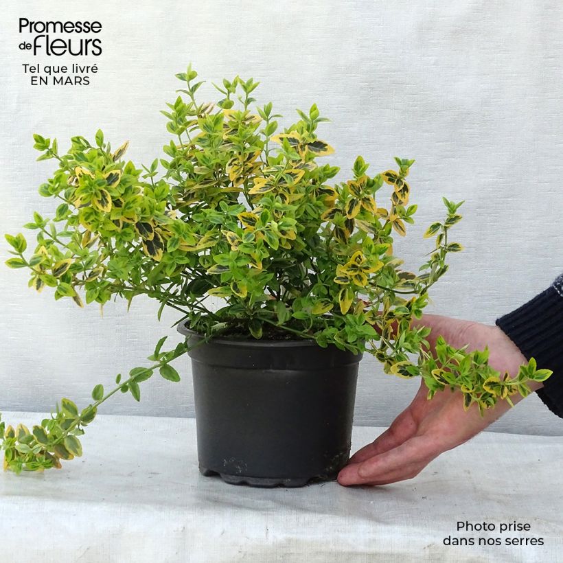 Example of Euonymus fortunei Emerald n Gold - Kardinaalsmuts Pot van 2 l/3 l as you get in hiver