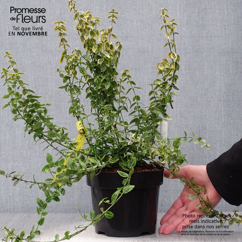Exemplaar van Euonymus fortunei Emerald n Gold - Kardinaalsmuts Pot van 2 l/3 l zoals geleverd in de herfst