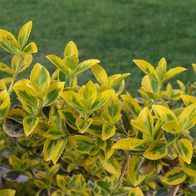 Euonymus fortunei Emerald n Gold - Kardinaalsmuts (Blad)