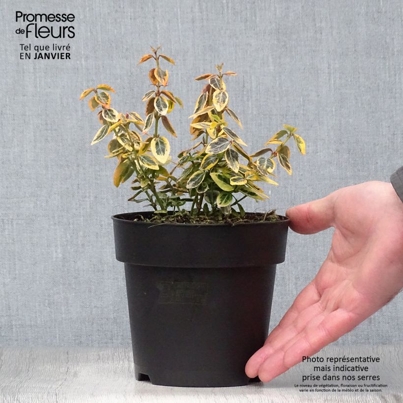 Example of Euonymus fortunei Emerald n Gold - Kardinaalsmuts Pot van 1 l/1,5 l as you get in hiver