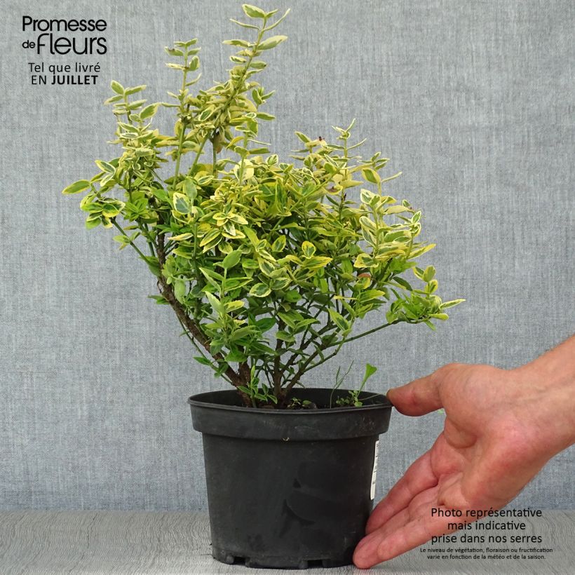 Exemplaar van Euonymus fortunei Emerald n Gold - Kardinaalsmuts Pot van 1 l/1,5 l zoals geleverd in de zomer