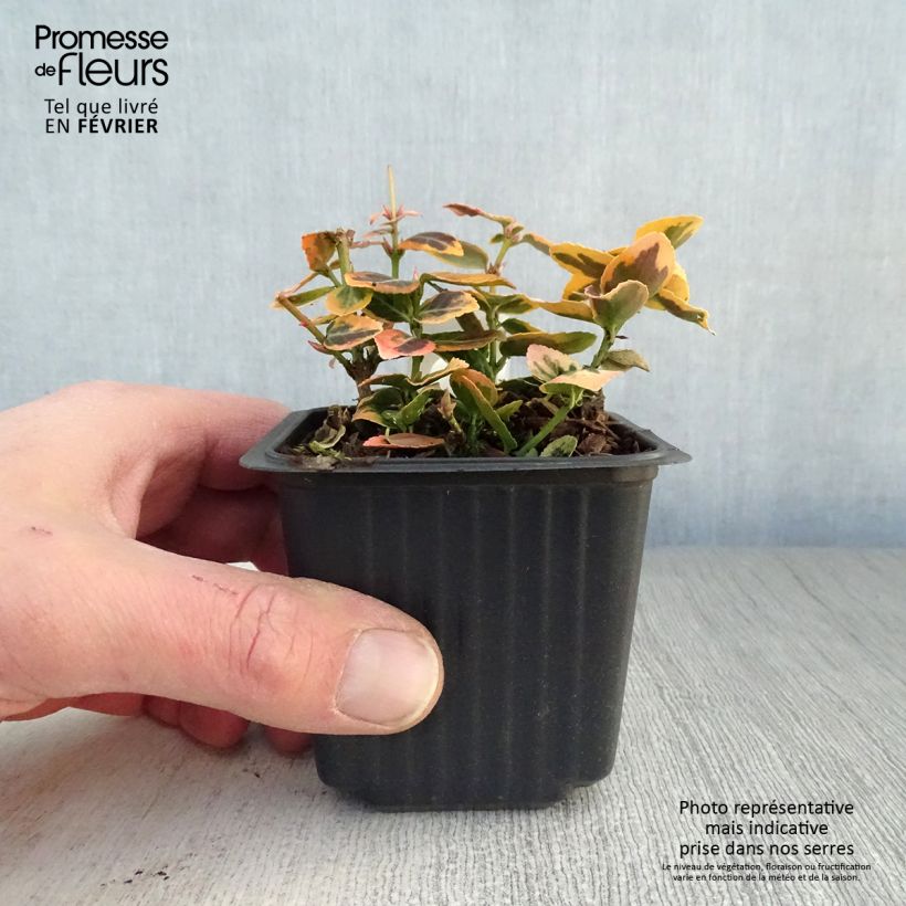 Example of Euonymus fortunei Emerald n Gold - Kardinaalsmuts Kweekpotje van 8/9 cm as you get in hiver