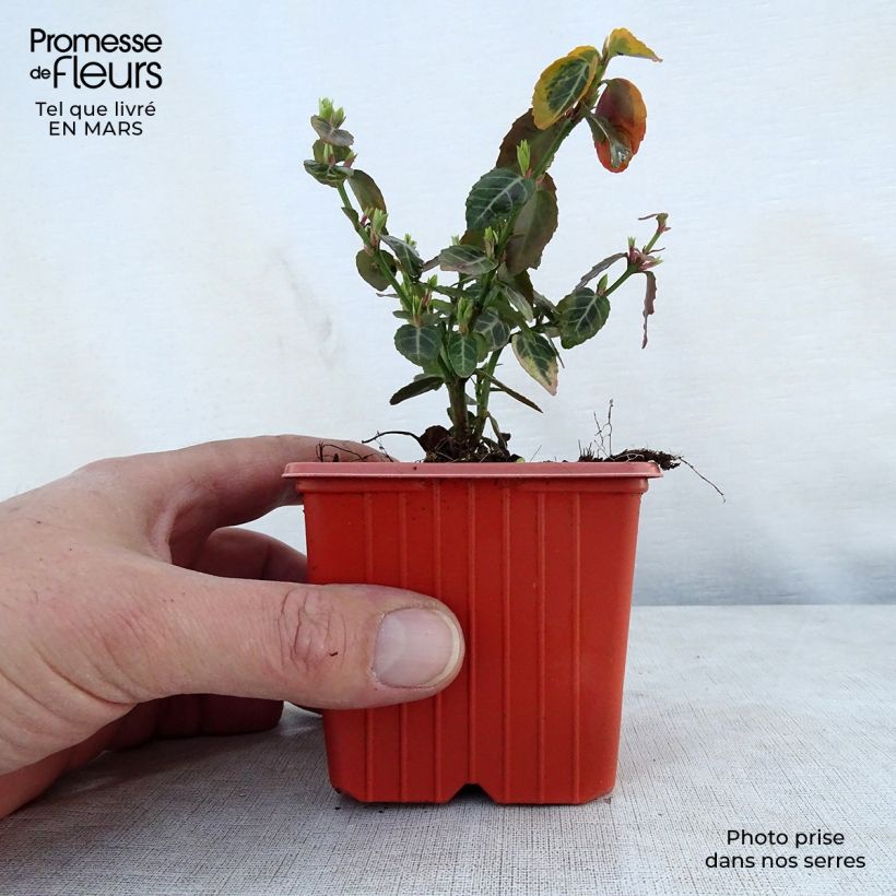 Exemplaar van Euonymus fortunei Emerald n Gold - Kardinaalsmuts Kweekpotje van 8/9 cm zoals geleverd in de lente