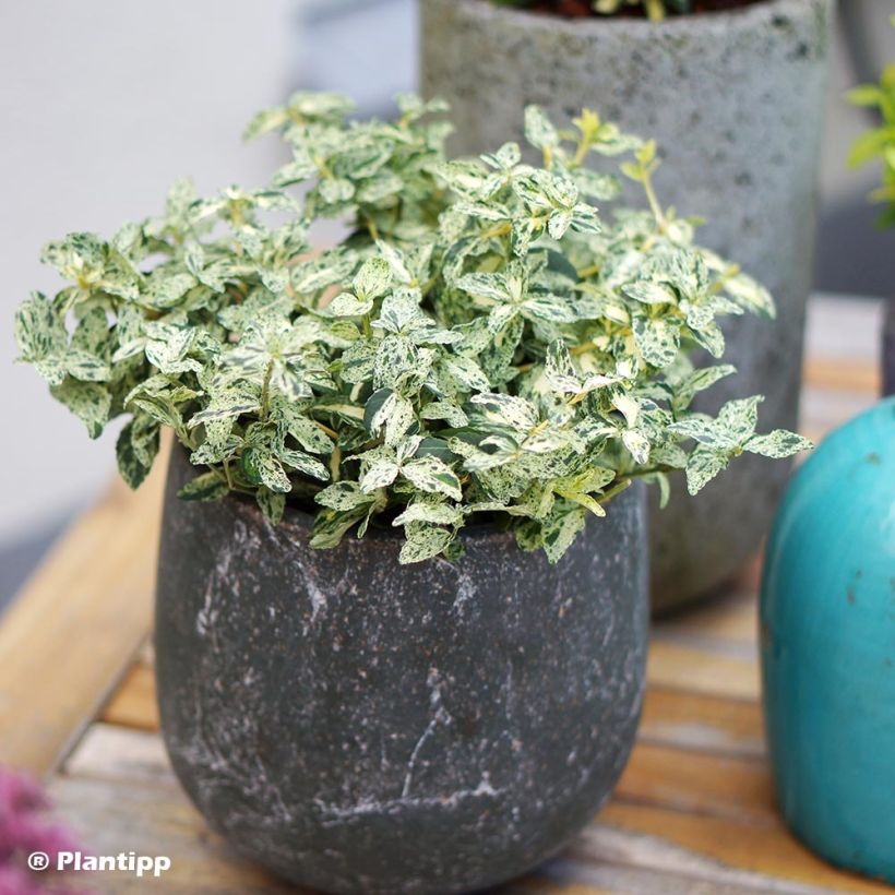 Euonymus fortunei Golden Harlequin - Kardinaalsmuts (Plant habit)