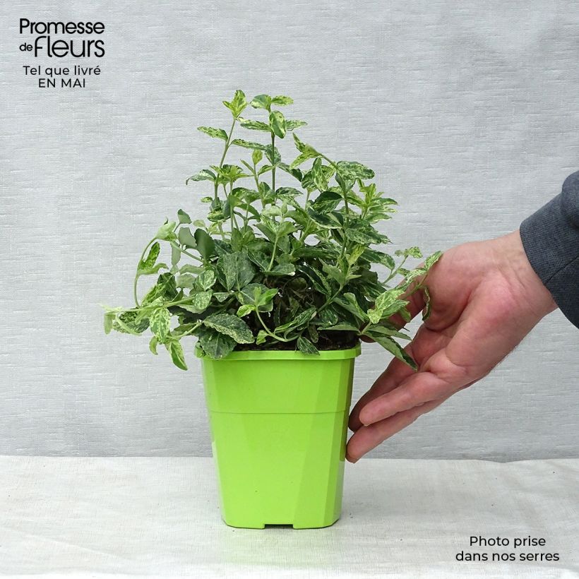 Example of Euonymus fortunei Golden Harlequin - Fusain nain persistant Pot van 1 l/1,5 l as you get in printemps