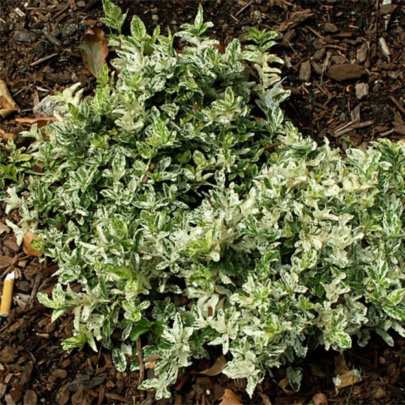 Euonymus fortunei Harlequin - Kardinaalsmuts (Plant habit)