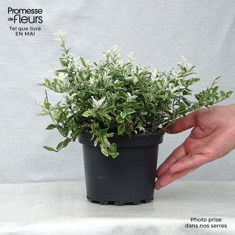 Exemplaar van Euonymus fortunei Harlequin - Kardinaalsmuts Pot van 2 l/3 l zoals geleverd in de lente