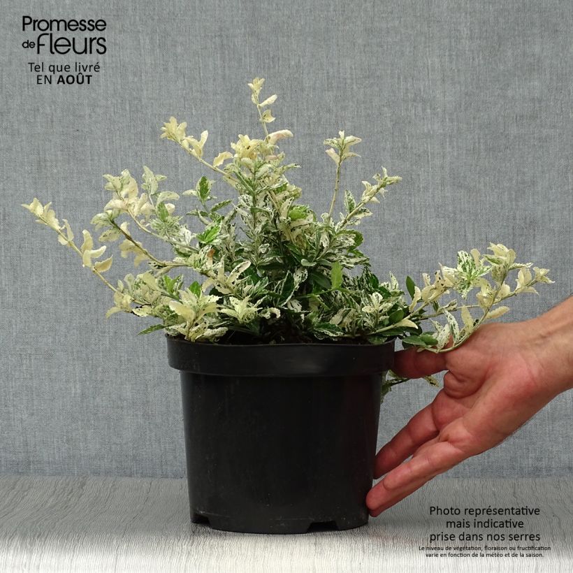 Exemplaar van Euonymus fortunei Harlequin - Kardinaalsmuts Pot van 2 l/3 l zoals geleverd in de zomer