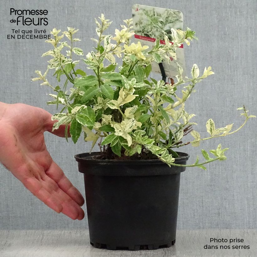 Example of Euonymus fortunei Harlequin - Fusain persistant panaché Pot van 2 l/3 l as you get in hiver