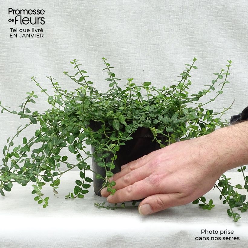 Example of Euonymus fortunei Minimus - Fusain persistant Pot van 2 l/3 l as you get in hiver