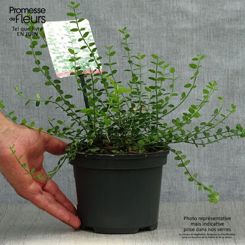 Exemplaar van Euonymus fortunei Minimus - Kardinaalsmuts Pot van 2 l/3 l zoals geleverd in de zomer