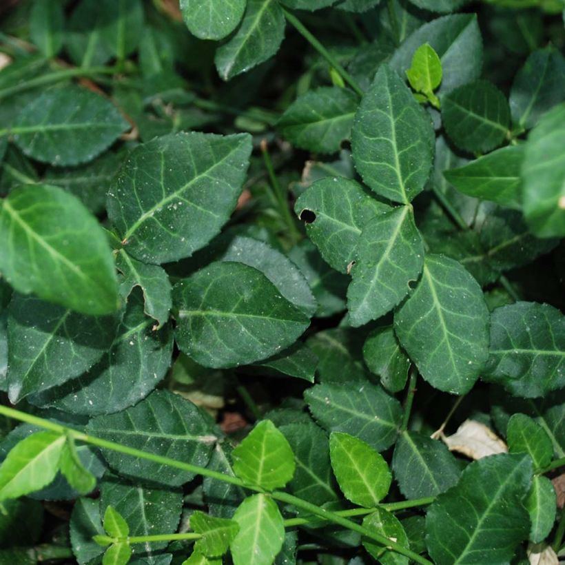 Euonymus fortunei Radicans - Kardinaalsmuts (Foliage)