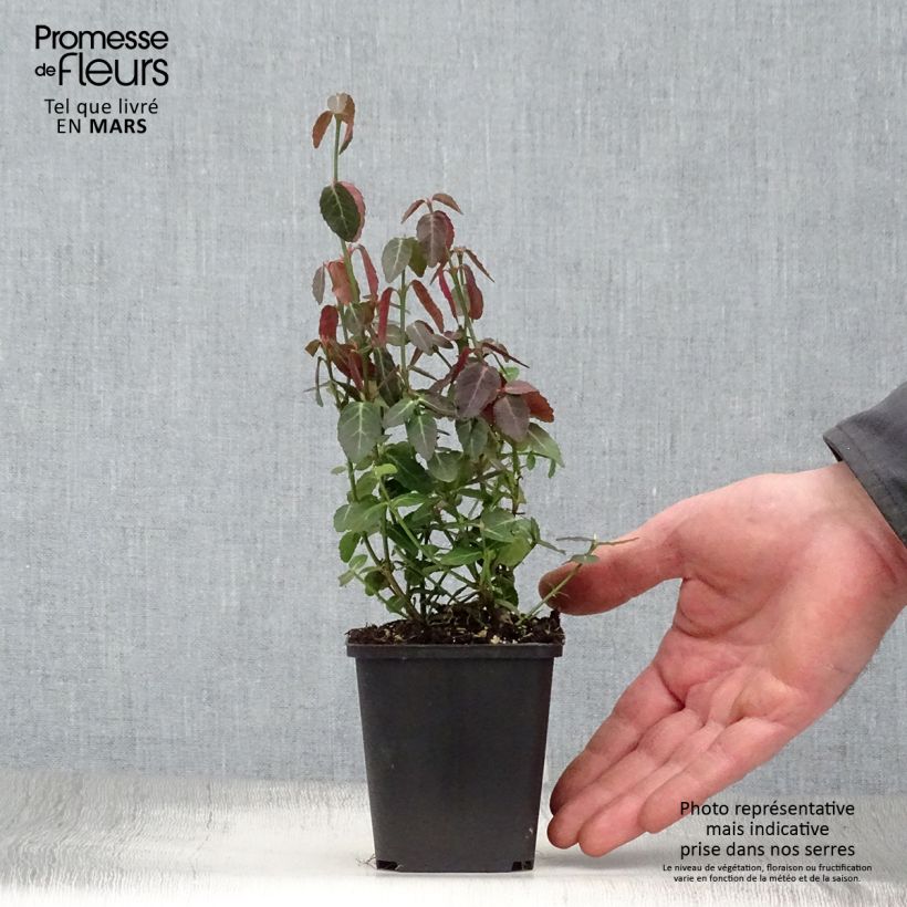 Exemplaar van Euonymus fortunei Radicans - Kardinaalsmuts Kweekpotje van 8/9 cm zoals geleverd in de lente