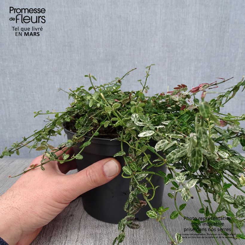 Example of Euonymus fortunei Silverstone - Fusain persistant Pot van 2 l/3 l as you get in hiver