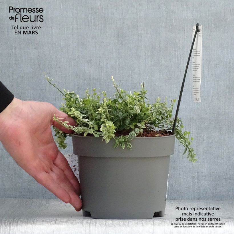 Exemplaar van Euonymus fortunei Silverstone - Kardinaalsmuts Pot van 2 l/3 l zoals geleverd in de lente