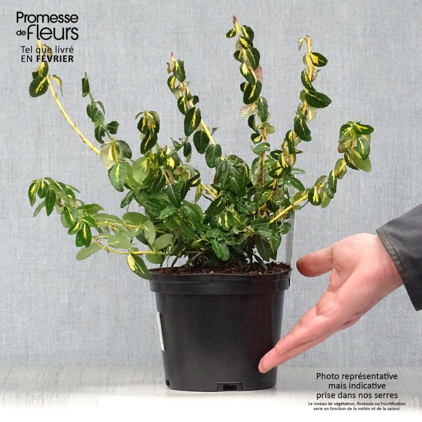 Example of Euonymus fortunei  Sunspot - Fusain persistant Pot van 2 l/3 l as you get in hiver