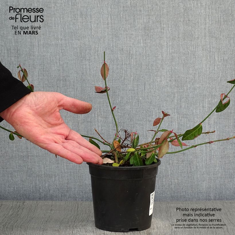 Example of Euonymus fortunei Tustin - Kardinaalsmuts Pot van 1 l/1,5 l as you get in hiver