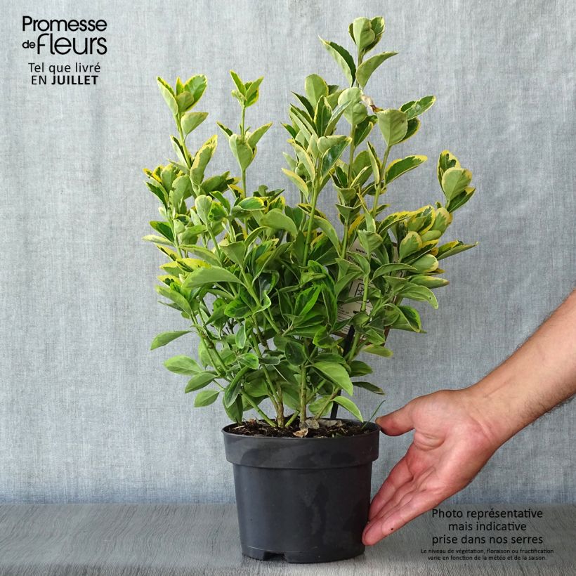Exemplaar van Euonymus japonicus Aureomarginatus - Japanse kardinaalsmuts Pot van 2 l/3 l zoals geleverd in de zomer