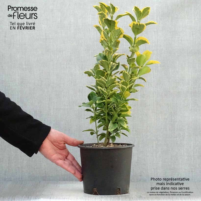 Example of Euonymus japonicus Aureomarginatus - Fusain du Japon Pot van 2 l/3 l as you get in hiver