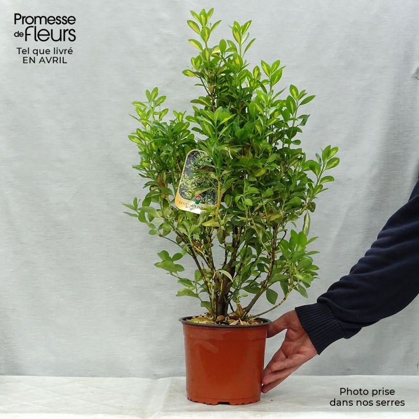 Exemplaar van Euonymus japonicus Aureus - Japanse kardinaalsmuts Pot van 2 l/3 l zoals geleverd in de lente