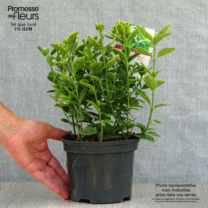 Exemplaar van Euonymus japonicus Aureus - Japanse kardinaalsmuts Pot van 2 l/3 l zoals geleverd in de zomer