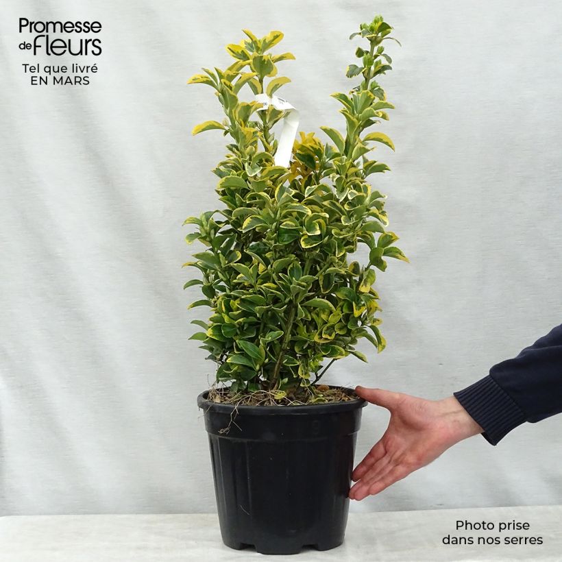 Exemplaar van Euonymus japonicus Aureus - Japanse kardinaalsmuts Pot van 7,5 l/10 l zoals geleverd in de lente
