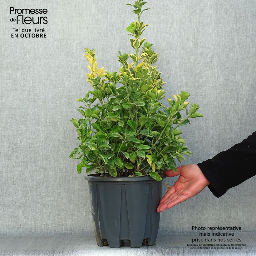 Exemplaar van Euonymus japonicus Aureus - Japanse kardinaalsmuts Pot van 7,5 l/10 l zoals geleverd in de herfst