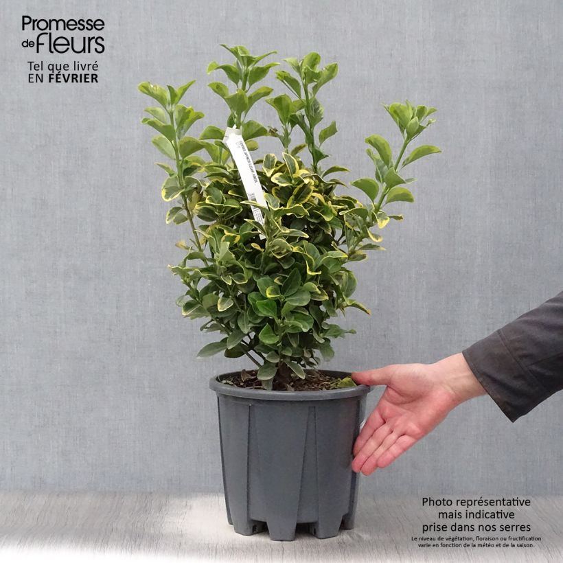 Example of Euonymus japonicus Aureus - Fusain du Japon Pot van 7,5 l/10 l as you get in hiver
