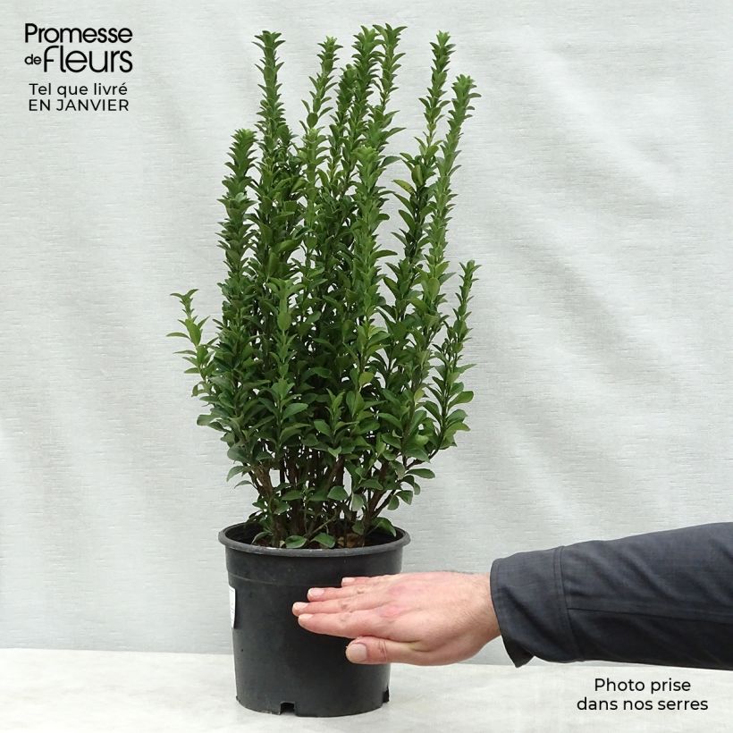 Example of Euonymus japonicus Benkomasaki (Erecta) Pot van 2 l/3 l as you get in hiver