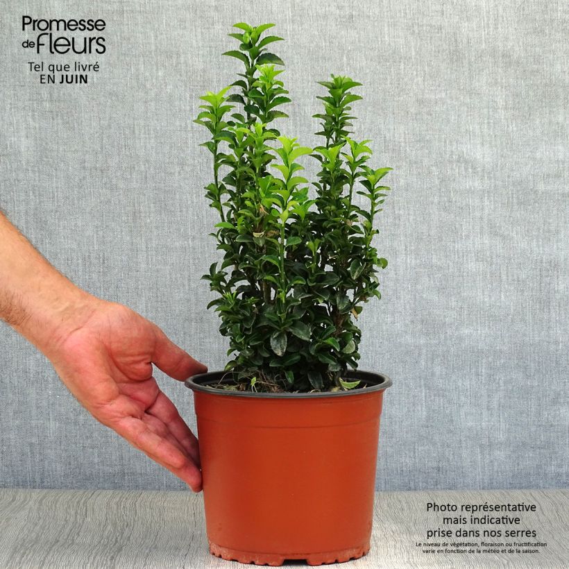 Exemplaar van Euonymus japonicus Benkomasaki - Japanse kardinaalsmuts Pot van 2 l/3 l zoals geleverd in de zomer