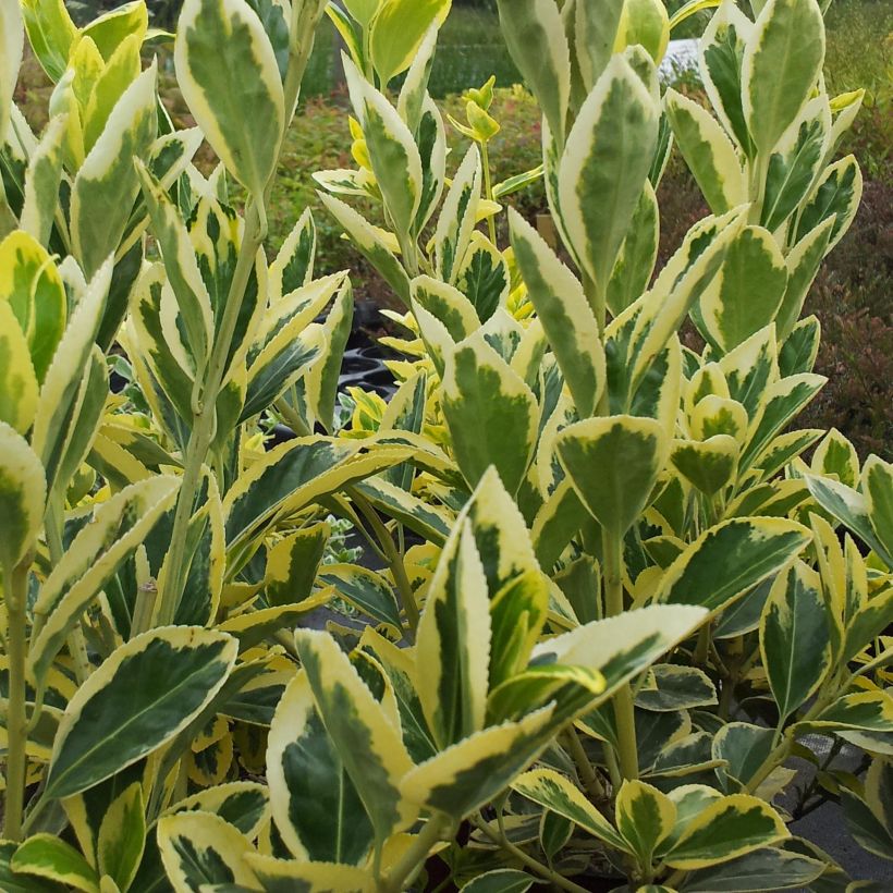 Euonymus japonicus Bravo - Japanse kardinaalsmuts (Foliage)