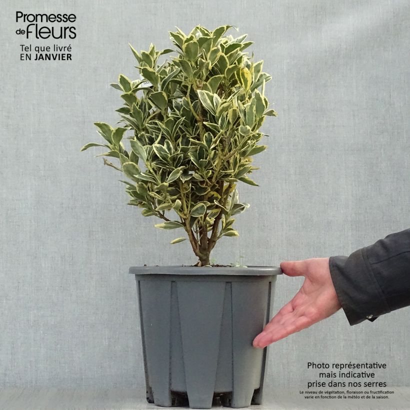 Example of Euonymus japonicus Bravo - Fusain du Japon Pot van 7,5 l/10 l as you get in hiver