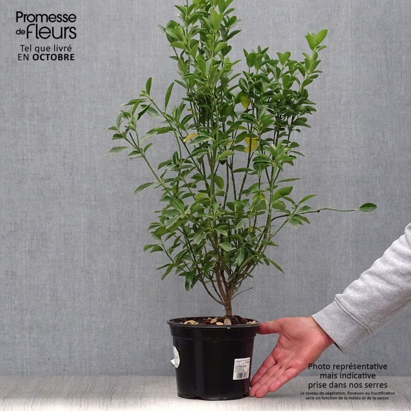 Exemplaar van Japanse kardinaalsmuts - Euonymus japonicus Pot van 2 l/3 l zoals geleverd in de herfst
