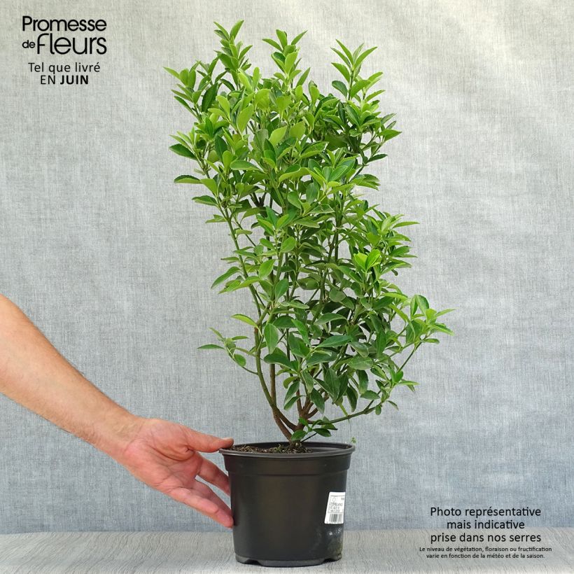 Exemplaar van Japanse kardinaalsmuts - Euonymus japonicus Pot van 2 l/3 l zoals geleverd in de zomer