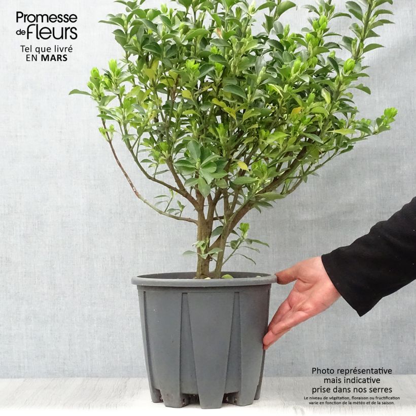 Exemplaar van Japanse kardinaalsmuts - Euonymus japonicus Pot van 7,5 l/10 l zoals geleverd in de lente