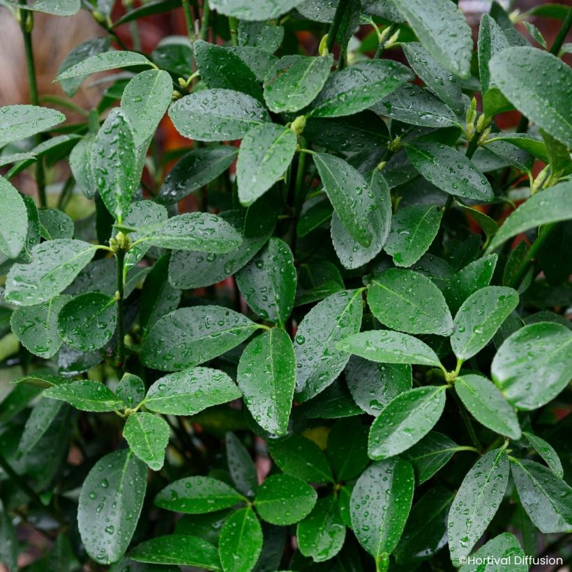 Euonymus japonicus Green Millennium - Japanse kardinaalsmuts (Foliage)