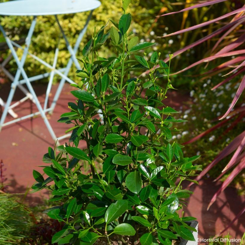 Euonymus japonicus Green Millennium - Japanse kardinaalsmuts (Plant habit)