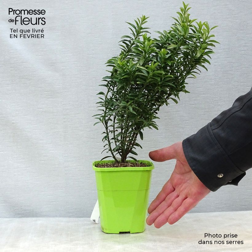 Example of Euonymus japonicus Happiness - Fusain du Japon Pot van 1 l/1,5 l as you get in hiver