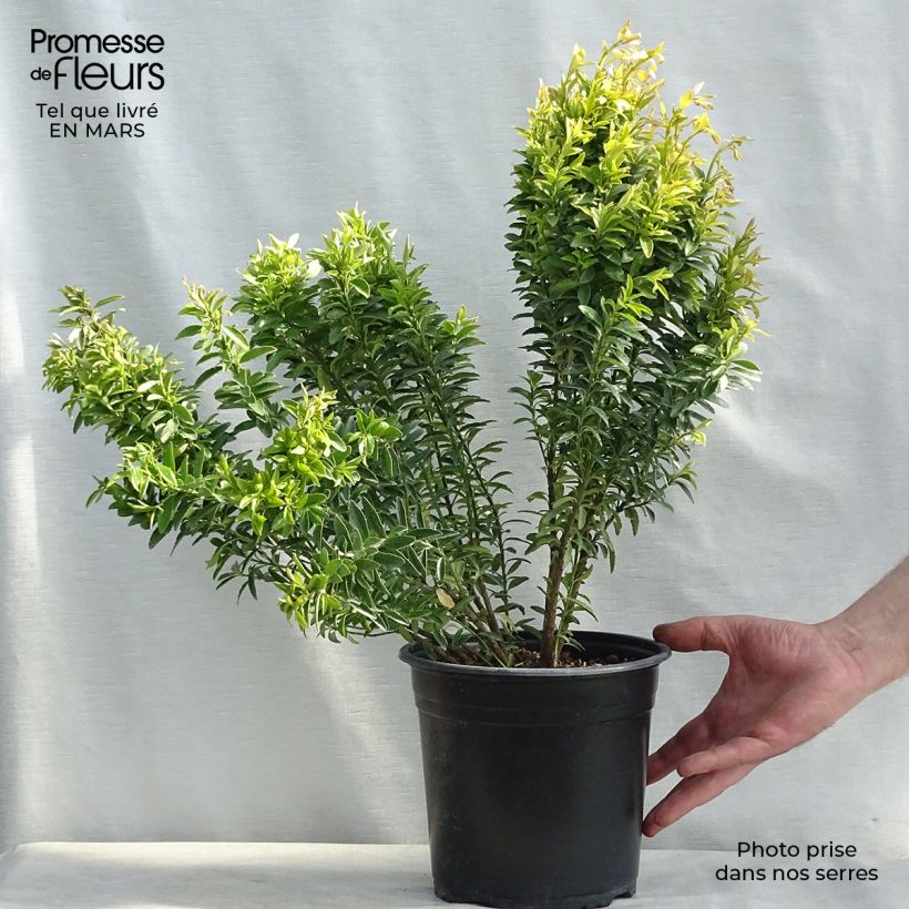 Exemplaar van Euonymus japonicus Happiness - Japanse kardinaalsmuts Pot van 4 l/5 l zoals geleverd in de lente
