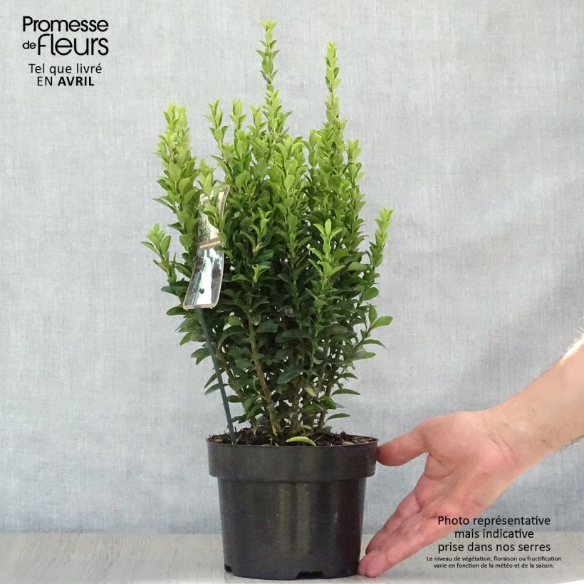 Exemplaar van Euonymus japonicus Jean Hugues - Japanse kardinaalsmuts Pot van 2 l/3 l zoals geleverd in de lente