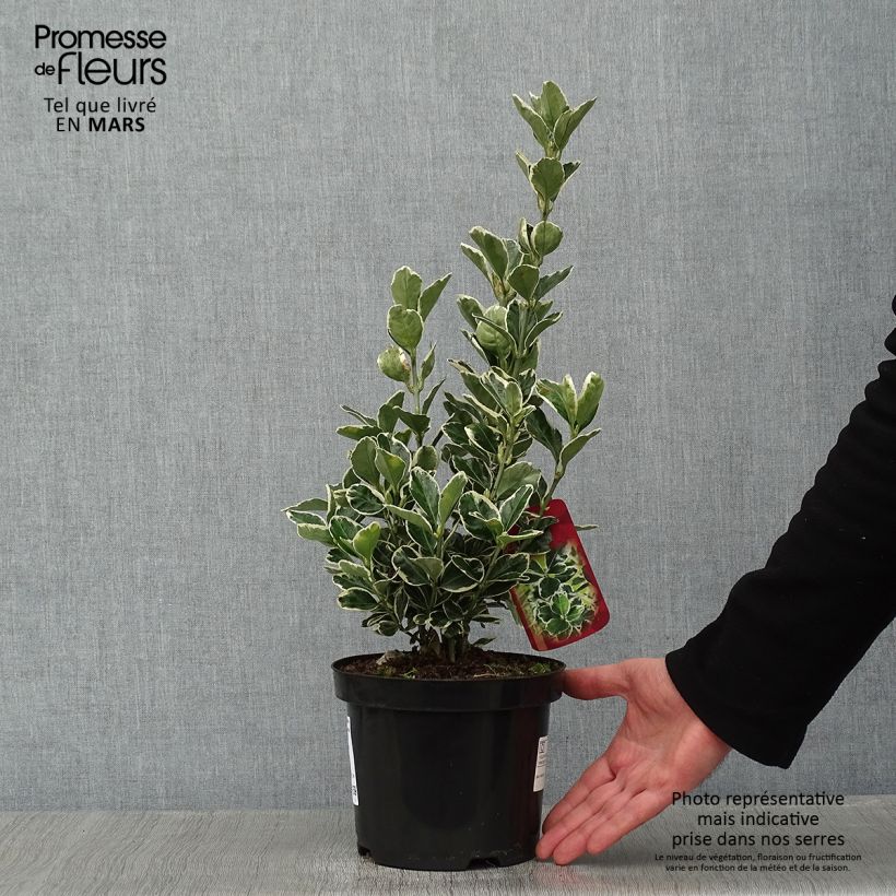 Example of Euonymus japonicus Kathy - Fusain du Japon Pot van 2 l/3 l as you get in hiver