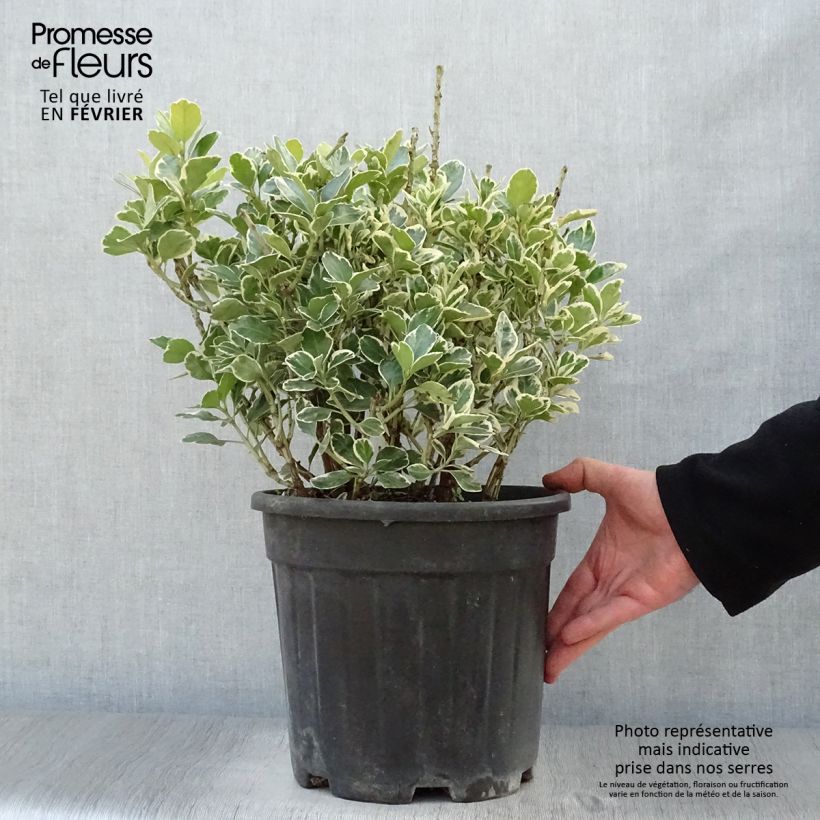Example of Euonymus japonicus Kathy - Fusain du Japon Pot van 7,5 l/10 l as you get in hiver