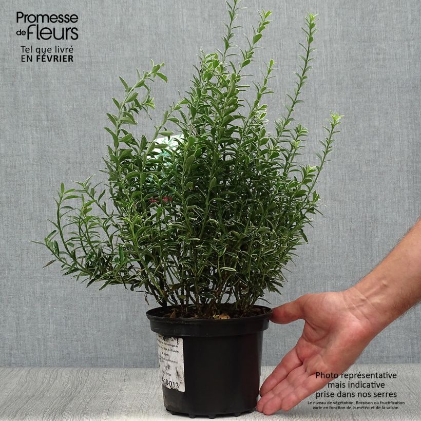 Exemplaar van Euonymus japonicus Microphyllus Albovariegatus - Japanse kardinaalsmuts Pot van 2 l/3 l zoals geleverd in de herfst