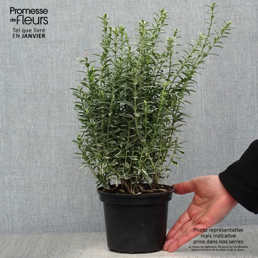 Example of Euonymus japonicus Microphyllus Albovariegatus - Fusain du Japon Pot van 2 l/3 l as you get in hiver