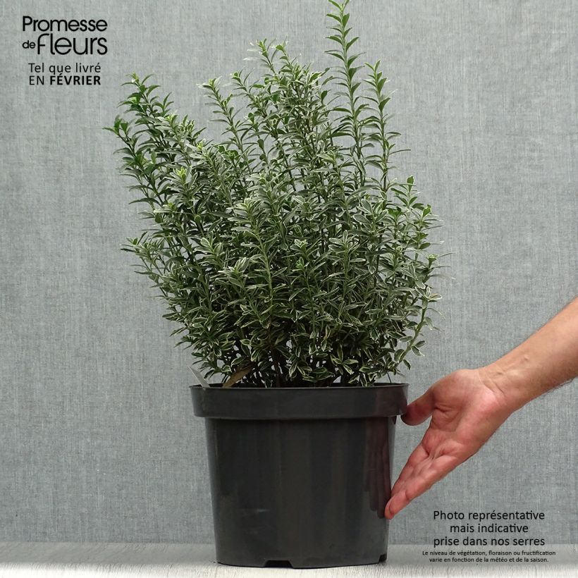 Exemplaar van Euonymus japonicus Microphyllus Albovariegatus - Japanse kardinaalsmuts Pot van 7,5 l/10 l zoals geleverd in de herfst