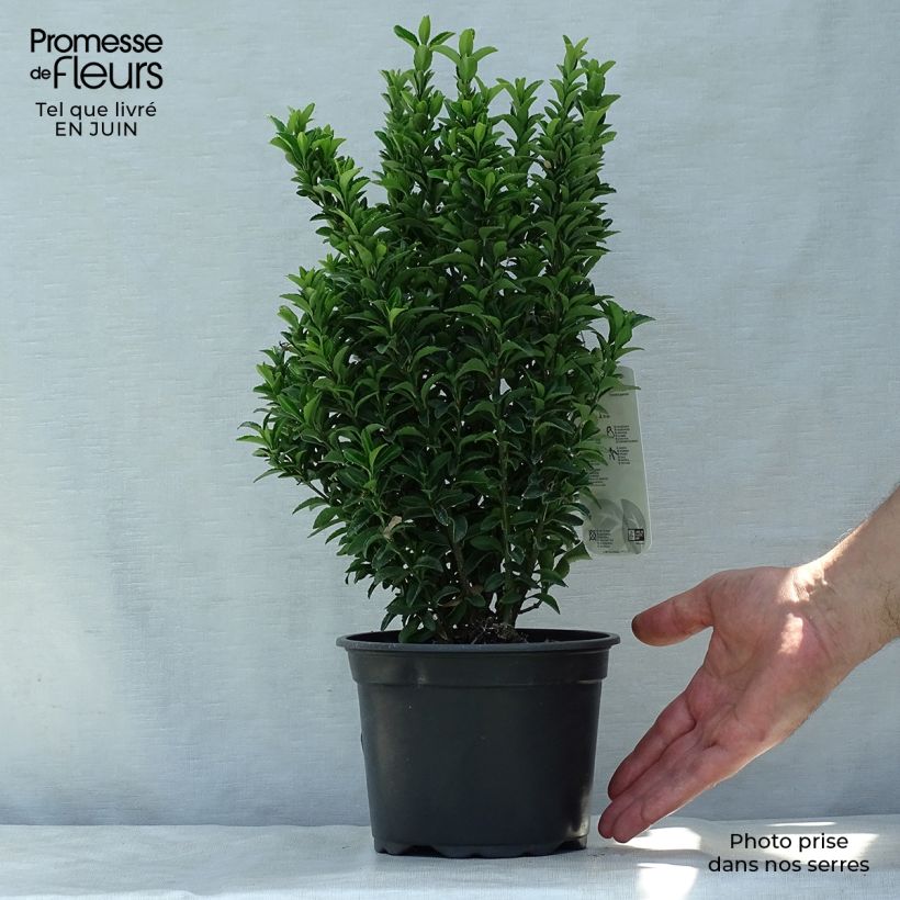 Exemplaar van Euonymus japonicus Microphyllus - Japanse kardinaalsmuts Pot van 2 l/3 l zoals geleverd in de zomer