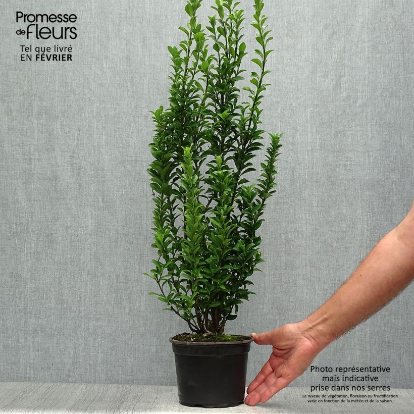 Exemplaar van Euonymus japonicus Microphyllus - Japanse kardinaalsmuts Pot van 2 l/3 l zoals geleverd in de herfst
